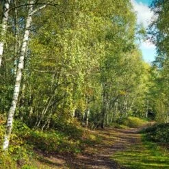 Bouleau Utilis/pot De 10l - 175/200 Cm -AONA Gardena Magasin 63fdf484263c31.45047947