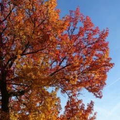 Copalme D'amérique Styraciflua Worplesdon/pot De 10l - 125/150 Cm -AONA Gardena Magasin 64009864559ce2.55659192