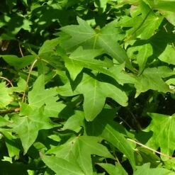 Copalme D'amérique Styraciflua Worplesdon/pot De 10l - 125/150 Cm -AONA Gardena Magasin 6400986459fd07.20346548