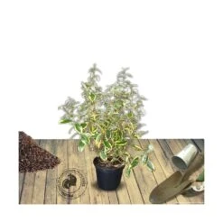 Elaeagnus X Ebbingei Viveleg®/pot De 7,5l - 80/100 Cm -AONA Gardena Magasin 640098670c86d5.86233137