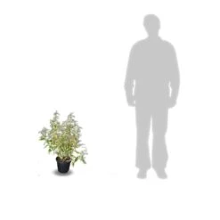 Elaeagnus X Ebbingei Viveleg®/pot De 7,5l - 80/100 Cm -AONA Gardena Magasin 64009867184123.05823370