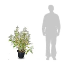 Elaeagnus X Ebbingei Viveleg®/pot De 7,5l - 80/100 Cm -AONA Gardena Magasin 640098671cc634.82681727