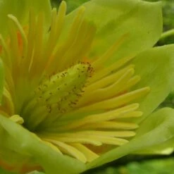 Tulipier De Virginie Tulipifera/pot De 12l - 150/175 Cm -AONA Gardena Magasin 64009876bc4700.67984321