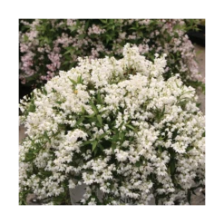 Deutzie X Hybrida Yuki Snowflake® 'ncdx1'/pot De 3l - 20/40 Cm -AONA Gardena Magasin 64009879e482b6.14119373