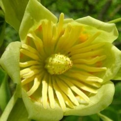 Tulipier De Virginie Tulipifera/pot De 25l - 175/200 Cm -AONA Gardena Magasin 6400987ca24555.47436489