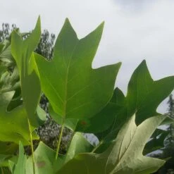 Tulipier De Virginie Tulipifera/pot De 25l - 175/200 Cm -AONA Gardena Magasin 6400987ca6fd14.80585266