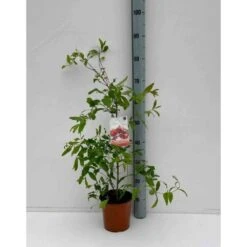 Punica Granatum (grenadier Ă Fruits) Taille Pot De 7 Litres ? 100/120 Cm - Rouge