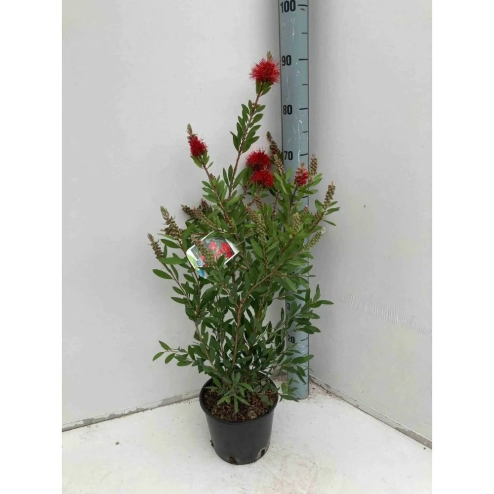 Callistemon Laevis Rouge - Taille Pot De 6 Litres - 100/120 Cm 1 Callistemon Laevis Rouge - Taille Pot De 6 Litres - 100/120 Cm