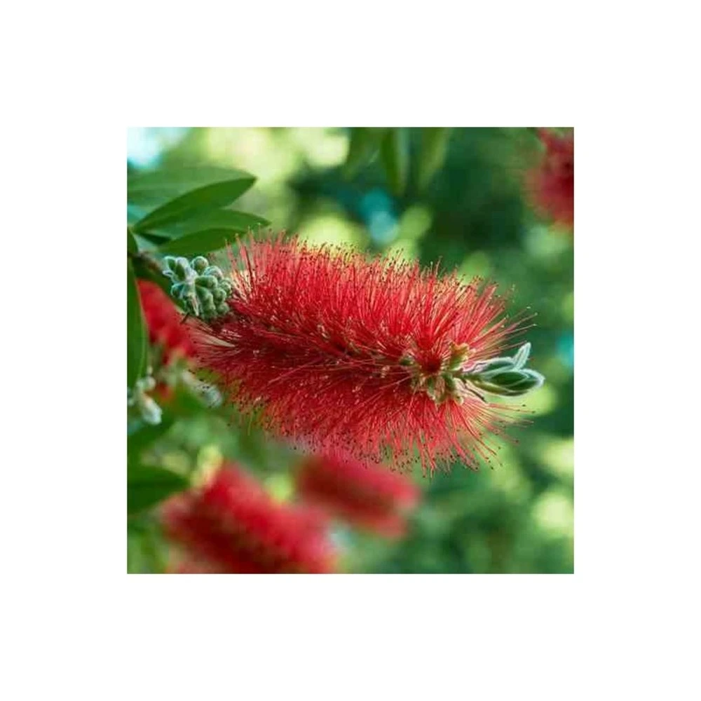 Callistemon Laevis Rouge - Taille Pot De 6 Litres - 100/120 Cm 3 Callistemon Laevis Rouge - Taille Pot De 6 Litres - 100/120 Cm – Image 3