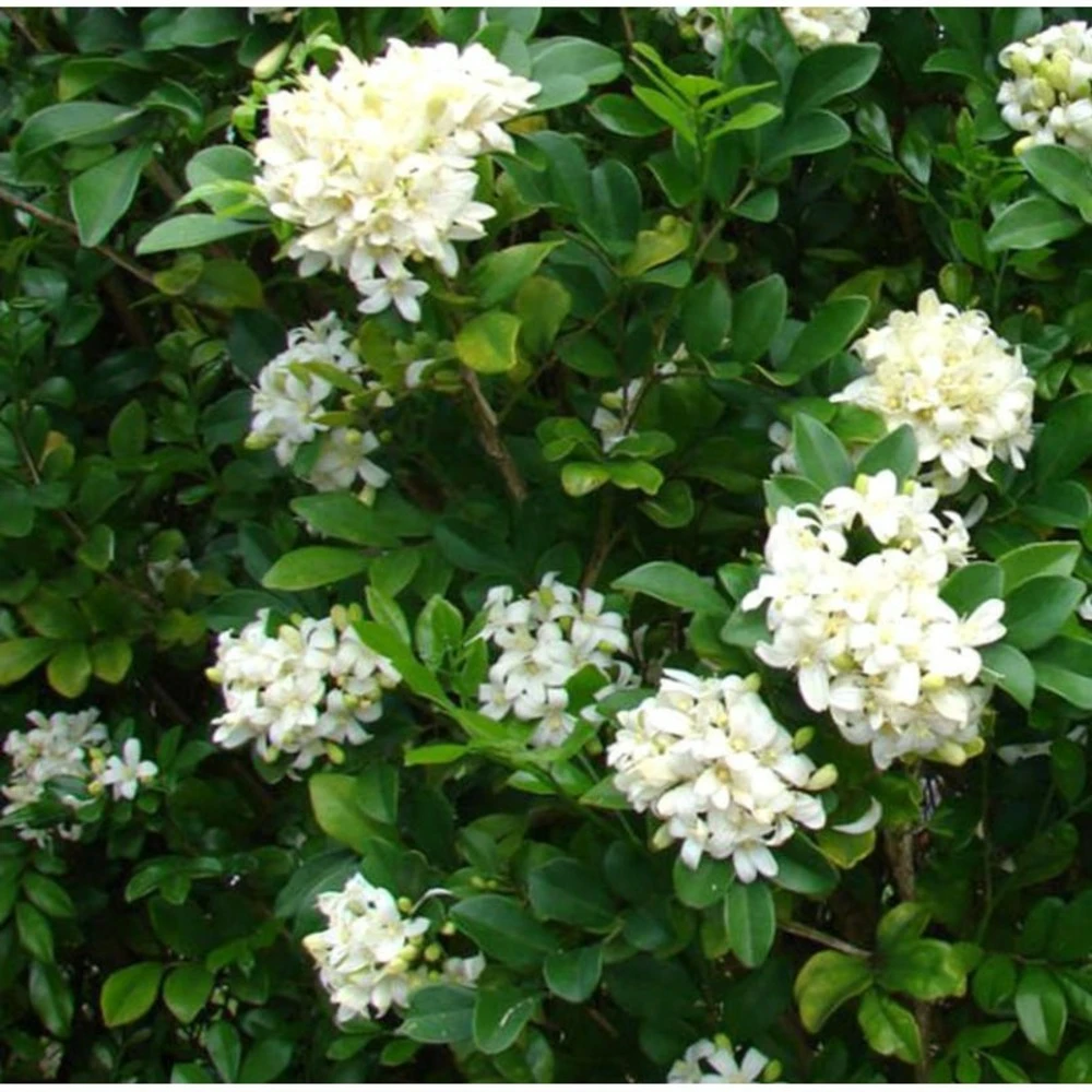 Murraya Paniculata (buis De Chine, Bois Jasmin, Oranger Jasmin) Blanc - Taille Pot De 10 Litres ? 140/160 Cm 1 Murraya Paniculata (buis De Chine, Bois Jasmin, Oranger Jasmin) Blanc - Taille Pot De 10 Litres ? 140/160 Cm