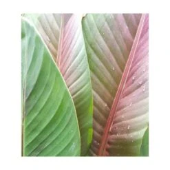 Bananier Musa Sikkimensis Rouge - Taille Pot De 6 Litres - 80/100 Cm -AONA Gardena Magasin 64038b6641c2c4.81760865