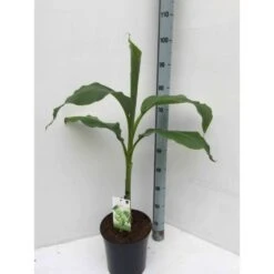 Musa Basjoo X Hybridum (bananier Rustique) Jaune - Taille Pot De 50 Litres - 120/140 Cm Multi Troncs -AONA Gardena Magasin 64038b6dc830e9.03257074