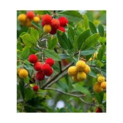 Arbutus Unedo Var. Rubra (arbousier) Blanc - Taille Pot De 2 Litres ? 30/40 Cm -AONA Gardena Magasin 64038b70c1f563.02804112