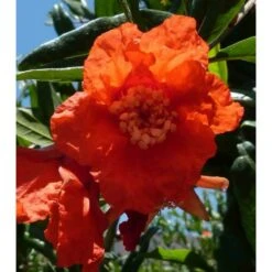 Punica Granatum (grenadier à Fruits) Rouge - Taille Pot De 17 Litres ? 160/180 Cm -AONA Gardena Magasin 64038b79493442.06473605