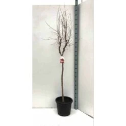 Punica Granatum (grenadier à Fruits) Rouge - Taille Pot De 17 Litres ? 160/180 Cm -AONA Gardena Magasin 64038b794d3468.11949685