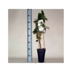 Actinidia Arguta Ken's Red ( Kiwai, Nergi, Kiwi De Sibérie, Kiwi Nain) Taille Pot De 2 Litres ? 40/60 Cm