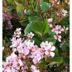 Rhaphiolepis Indica Rose - Taille Pot De 15 Litres ? 140/160 Cm -AONA Gardena Magasin 64038b85f06736.27475910