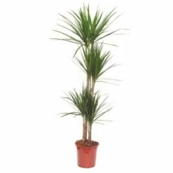 Dracaena Marginata 'green' (dragonnier) Taille Pot De 6l - 4 Pieds - 110/130cm -AONA Gardena Magasin 64038b87899127.76714851