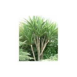 Cordyline Australis Blanc - Taille Pot De 7 Litres ? 100/120 Cm -AONA Gardena Magasin 64038b92a6b338.42905672