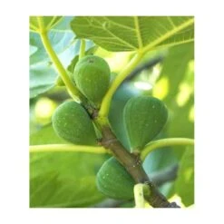 Ficus Carica (figuier) Blanc - Taille Pot De 5 Litres ? 80/100 Cm -AONA Gardena Magasin 64038b954fb694.54877303