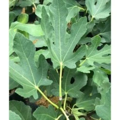 Ficus Carica (figuier) Blanc - Taille Pot De 5 Litres ? 80/100 Cm -AONA Gardena Magasin 64038b955ffd22.54349580