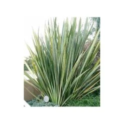 Phormium Tenax (lin De Nouvelle-zélande) Taille Pot De 6 Litres - 80/100 Cm - Jaune Et Rouge 7 Phormium Tenax (lin De Nouvelle-zélande) Taille Pot De 6 Litres - 80/100 Cm - Jaune Et Rouge -AONA Gardena Magasin 64038b99176297.65900660