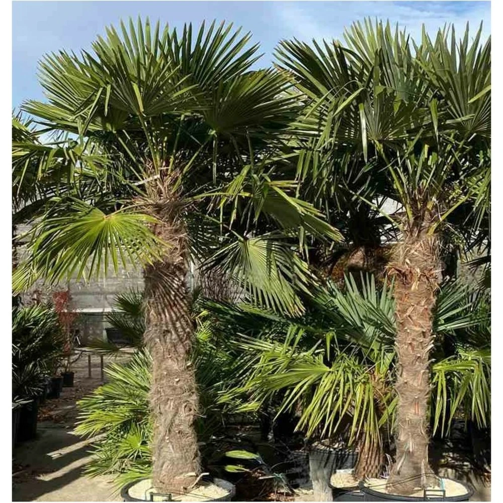 Trachycarpus Fortunei (palmier Chanvre, Palmier Moulin à Vent) Pot De 1 Litre ? 20/40 Cm 2 Trachycarpus Fortunei (palmier Chanvre, Palmier Moulin à Vent) Pot De 1 Litre ? 20/40 Cm – Image 2