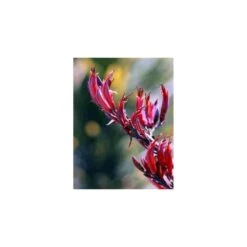 Phormium Tenax Var. Purpurea (lin De Nouvelle-zélande) Taille Pot De 2 Litres ? 30/40 Cm - Jaune Et Rouge -AONA Gardena Magasin 64038ba73a0965.17614616