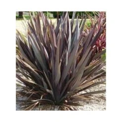 Phormium Tenax Var. Purpurea (lin De Nouvelle-zélande) Taille Pot De 2 Litres ? 30/40 Cm - Jaune Et Rouge -AONA Gardena Magasin 64038ba73e8b16.29335605