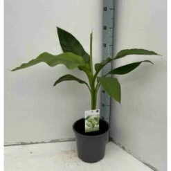 Musa Basjoo Sp. Sapporo (bananier Rustique) Jaune - Taille Pot De 50 Litres - 120/140 Cm Multi Troncs -AONA Gardena Magasin 64038ba8758451.77248501