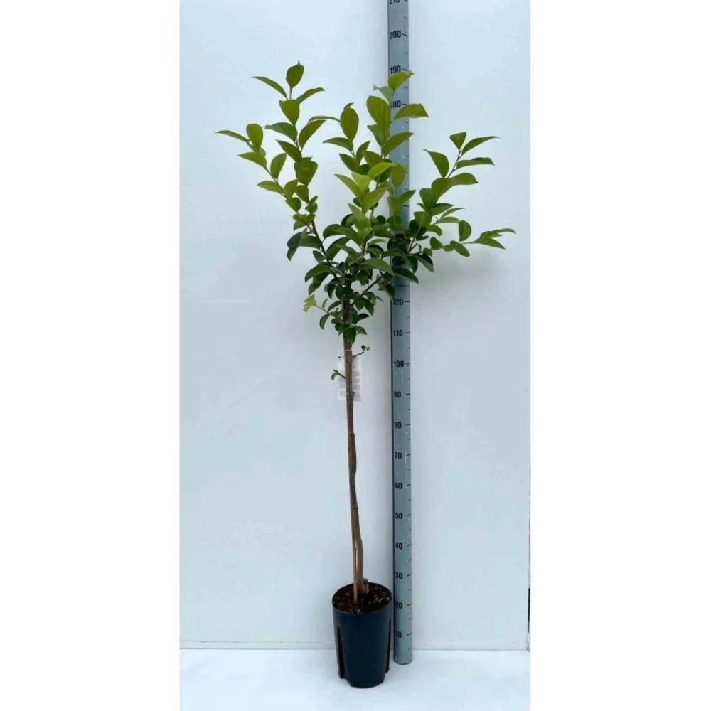 Diospyros Kaki Var.fuyu (plaqueminier) Taille Pot De 7 Litres ? 100/120 Cm - Jaune 1 Diospyros Kaki Var.fuyu (plaqueminier) Taille Pot De 7 Litres ? 100/120 Cm - Jaune
