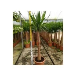 Yucca Elephantipes (yucca Pied D'éléphant) Blanc - Taille Pot De 65l - 180/200cm -AONA Gardena Magasin 64038bba7ae4d2.63862685