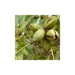 Carya Illinoinensis Adulte (noix De Pecan, Pacanier) Vert - Taille Pot De 25l - 160/180cm -AONA Gardena Magasin 64038bc1ed1d10.59943051
