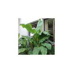 Collection De 3 Bananiers Rustiques -AONA Gardena Magasin 64038bc36312f5.34877804