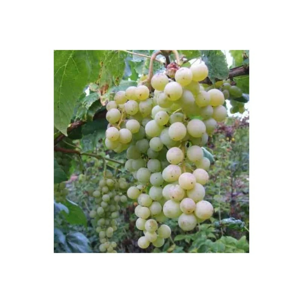 Vigne à Raisin Blanc (vitis Vinifera Himrot) Taille Pot De 2 Litres - 50/70 Cm 2 Vigne à Raisin Blanc (vitis Vinifera Himrot) Taille Pot De 2 Litres - 50/70 Cm – Image 2