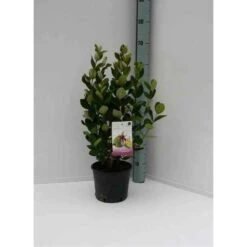 Acca Sellowiana (feijoa Ou Goyave Ananas) Rouge - Taille Pot De 7 Litres ? 100/120 Cm -AONA Gardena Magasin 64038bcd7256f8.10095343