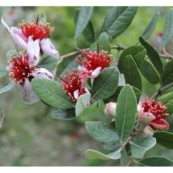Acca Sellowiana (feijoa Ou Goyave Ananas) Rouge - Taille Pot De 7 Litres ? 100/120 Cm -AONA Gardena Magasin 64038bcd7ba111.40977959