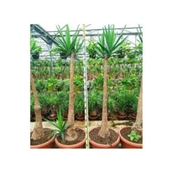 Yucca Elephantipes (yucca Pied D'éléphant) Blanc - Taille Pot De 20 Litres - 110/130 Cm -AONA Gardena Magasin 64038bdc4df8d7.09101794