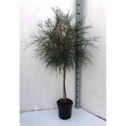 Grevillea Johnsonii (grevillea De Johnson Ou Fleur D'araignée De Johnson,) Pot De 4 Litres 50/60 Cm -AONA Gardena Magasin 6403954abb8df9.46854070