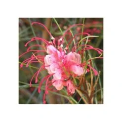 Grevillea Johnsonii (grevillea De Johnson Ou Fleur D'araignée De Johnson,) Pot De 4 Litres 50/60 Cm -AONA Gardena Magasin 6403954ac10fa5.53432193