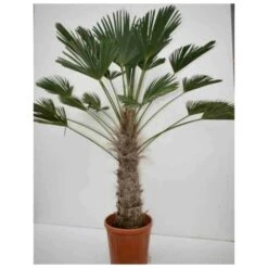 Trachycarpus Wagnerianus (palmier De Chusan, Palmier Moulin à Vent) Tronc De 70/80cm- Total 150/170cm -AONA Gardena Magasin 64039564567c42.13724099