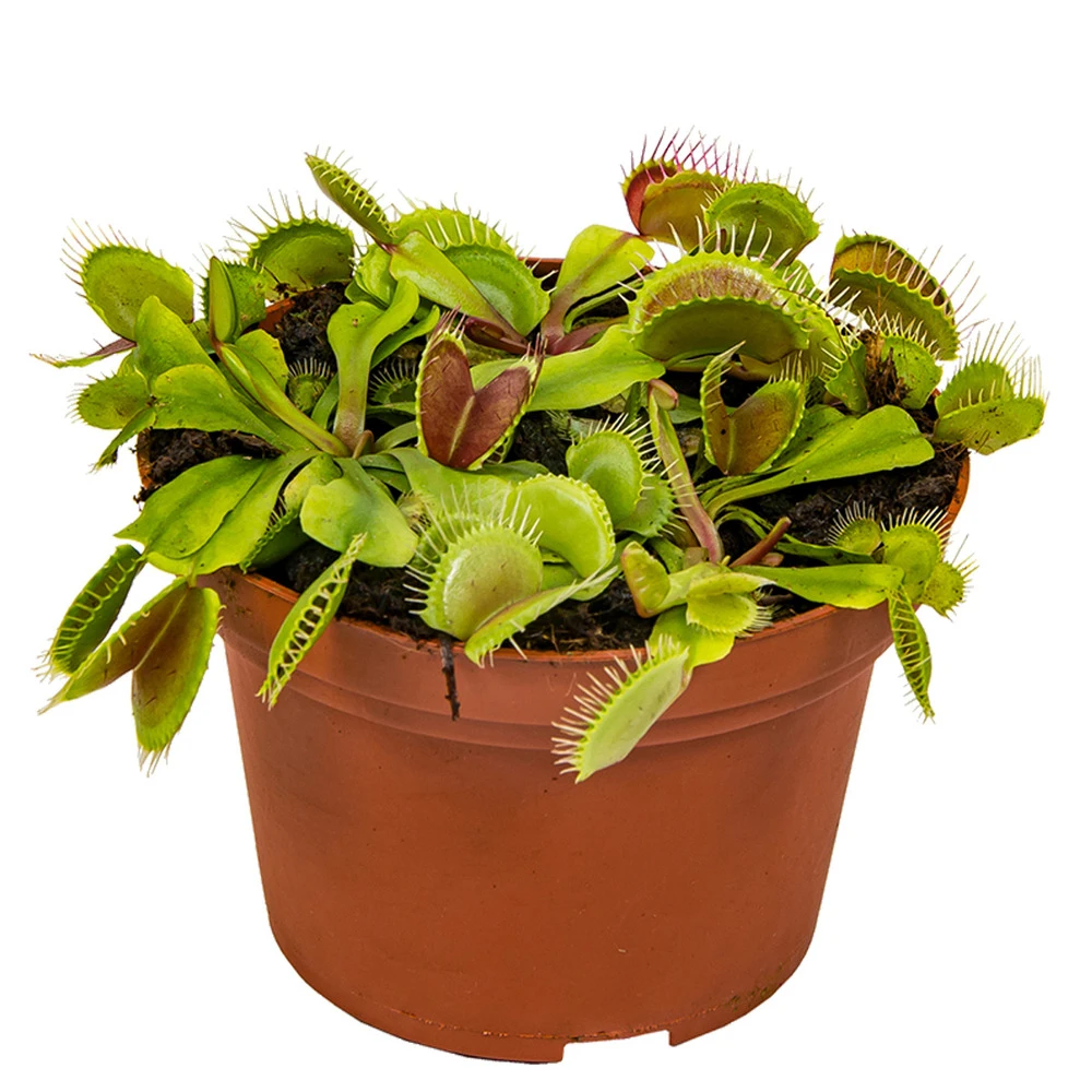 Dionaea Muscipula – Plante Carnivore – Peu D'entretien – ⌀12 Cm – ↕10-15 Cm 1 Dionaea Muscipula – Plante Carnivore – Peu D'entretien – ⌀12 Cm – ↕10-15 Cm
