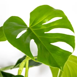 Monstera Deliciosa - Plante Trouée - Plante D'intérieur - Purificateur D'air – ⌀21 Cm - ↕70-80 Cm -AONA Gardena Magasin 640b20b65d25d4.79931694