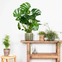 Monstera Deliciosa - Plante Trouée - Plante D'intérieur - Purificateur D'air – ⌀21 Cm - ↕70-80 Cm -AONA Gardena Magasin 640b20b66958b4.75271986