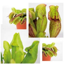 3x Mélange De Plantes Carnivores – Plante Des Marais – Entretien Facile⌀6 Cm ⌀05-10 Cm -AONA Gardena Magasin 640b20c6d39006.33986623