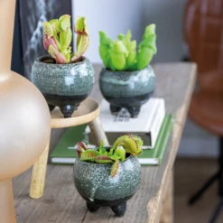 3x Mélange De Plantes Carnivores – Plante Des Marais – Entretien Facile⌀6 Cm ⌀05-10 Cm -AONA Gardena Magasin 640b20c6d93a55.84252896