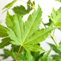 Acer Palmatum 'going Green' - érable Du Japon - Arbuste - Rustique – ⌀10,5 Cm - ↕25-30 Cm -AONA Gardena Magasin 640b7579d22548.51765392