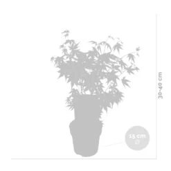Acer Palmatum 'orange Dream' - érable Du Japon - Arbuste - Rustique - ⌀15 Cm - ↕30-40 Cm -AONA Gardena Magasin 640b75850c7fc3.34058057