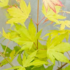 Acer Palmatum 'orange Dream' - érable Du Japon - Arbuste - Rustique - ⌀15 Cm - ↕30-40 Cm -AONA Gardena Magasin 640b75850fba80.15442681