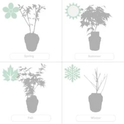 Acer Palmatum 'orange Dream' - érable Du Japon - Arbuste - Rustique - ⌀15 Cm - ↕30-40 Cm -AONA Gardena Magasin 640b758516d4a4.91094000